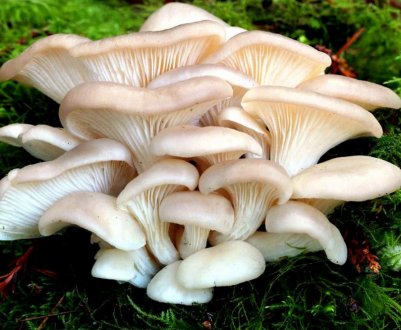 Як вирощувати гливи на дачі