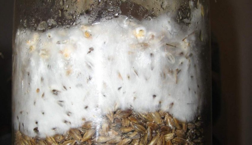 Міцелій білих грибів