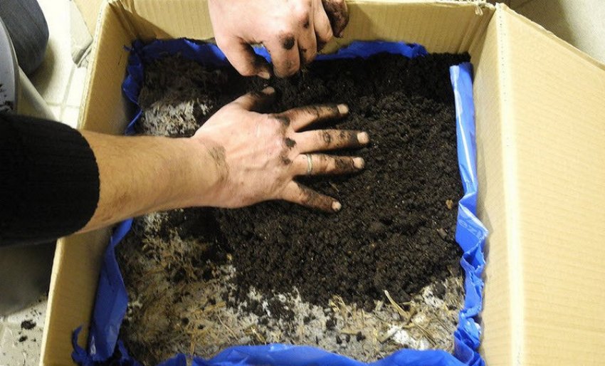 Підготовка субстрату для посадки міцелію