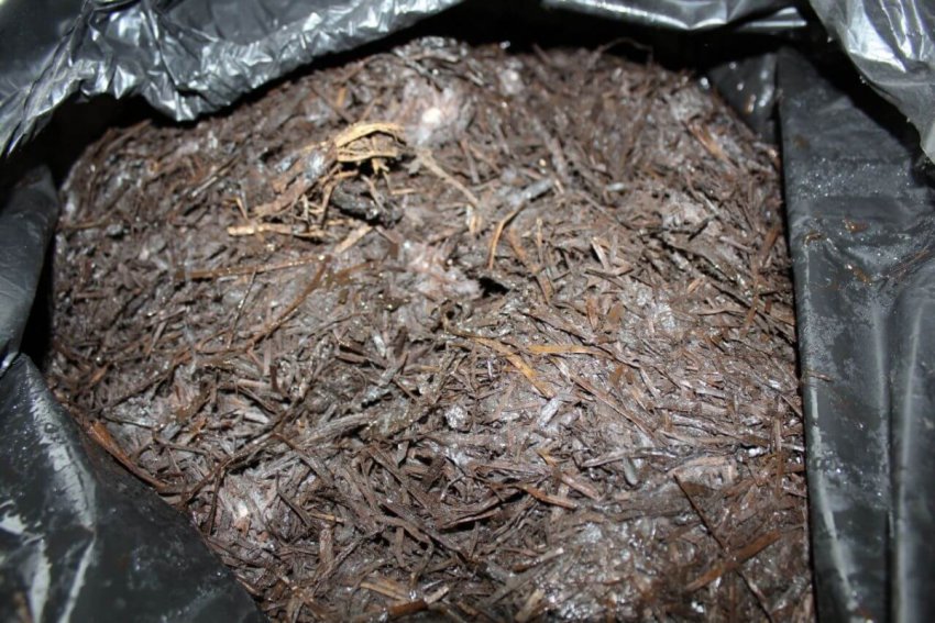 Субстрат для грибів