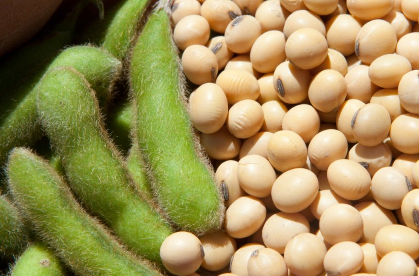 У Росії мають намір підтримати рублем виробників сої та ріпаку