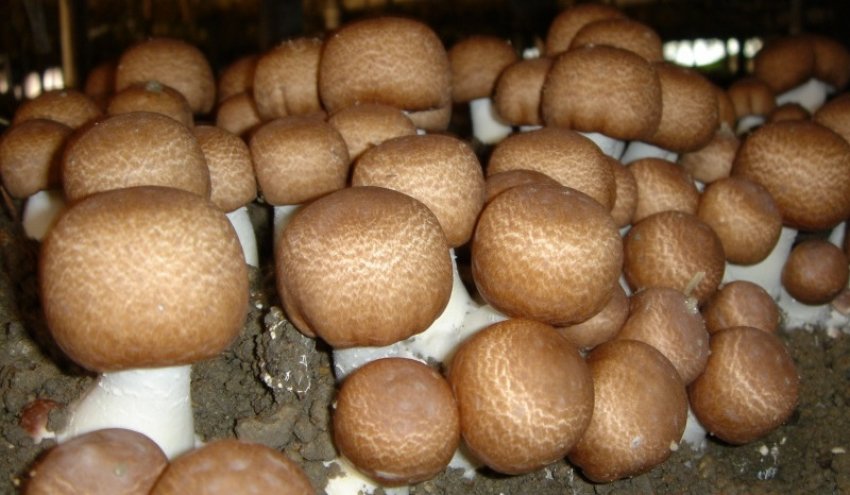 Вирощування боровиків у теплиці