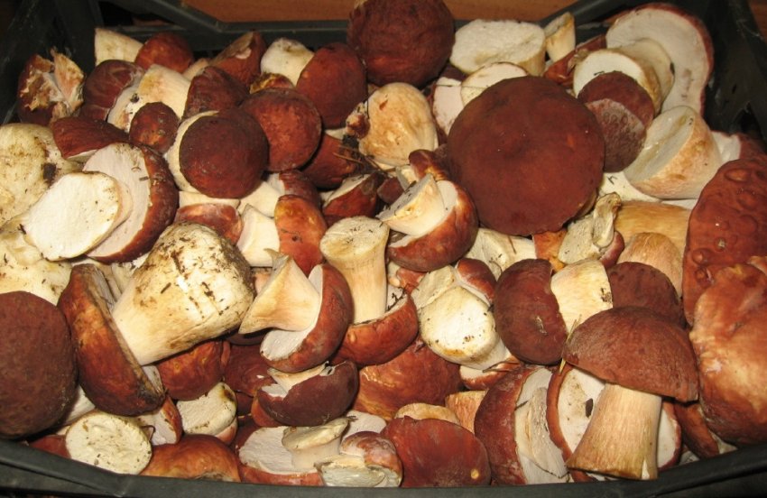 Урожай білих грибів