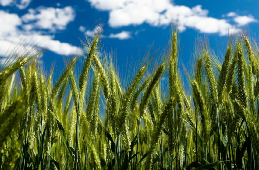 Брак дощів затримує посівну на Сумщині