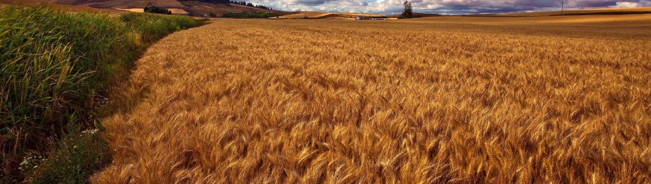 Брак дощів затримує посівну на Сумщині