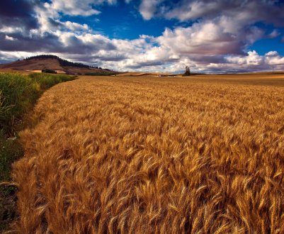 Брак дощів затримує посівну на Сумщині