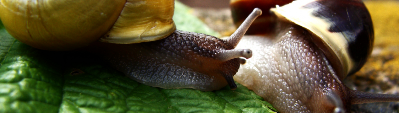 Українські фермери ознайомилися з вирощуванням павловнии і равликів