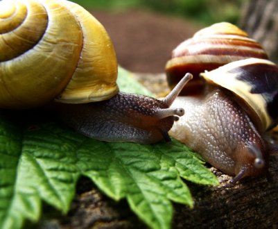 Українські фермери ознайомилися з вирощуванням павловнии і равликів 