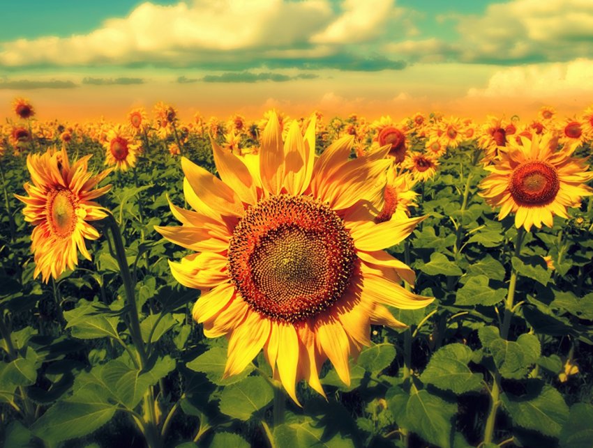 В Туркменії річний обсяг виробництва соняшникової олії зросте на 7,5 тисяч тонн