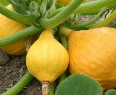 Як правильно формувати гарбуз у відкритому грунті