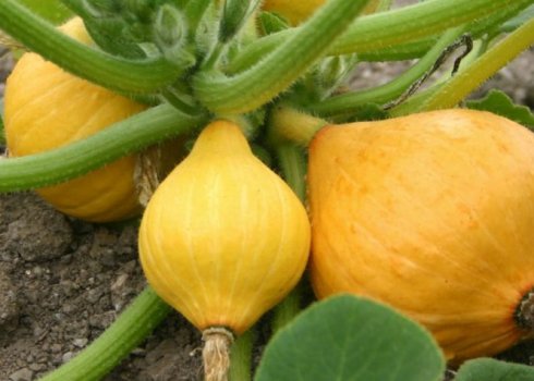 Як правильно формувати гарбуз у відкритому грунті