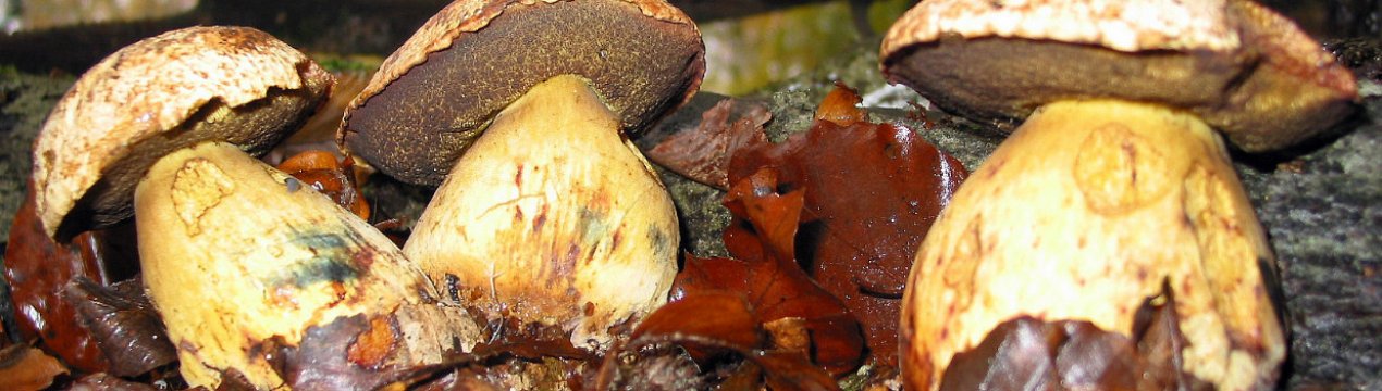 Особливості жовтого боровика