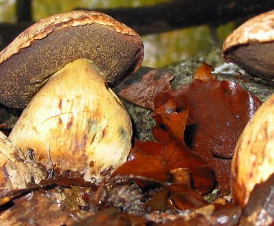 Особливості жовтого боровика