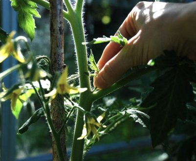 Як правильно пасинкувати помідори у відкритому грунті