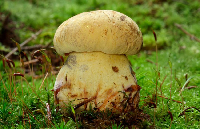 Корисні властивості боровика жовтого Корисні властивості боровика жовтого