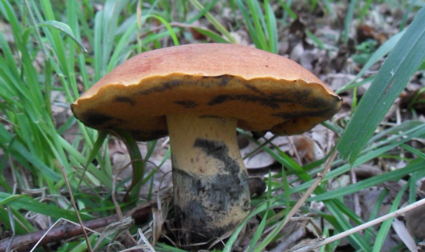 Дубовик Келі Дубовик Келі