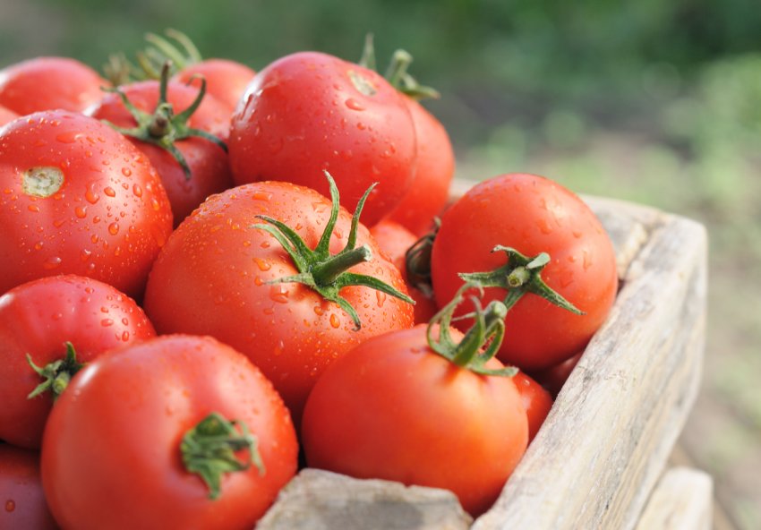 На Ставропіллі розширюється інноваційний тепличний комплекс