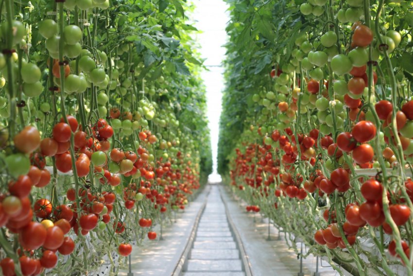 На Ставропіллі розширюється інноваційний тепличний комплекс