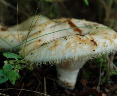 Як відрізнити білого груздя від скрипицы і подгруздка