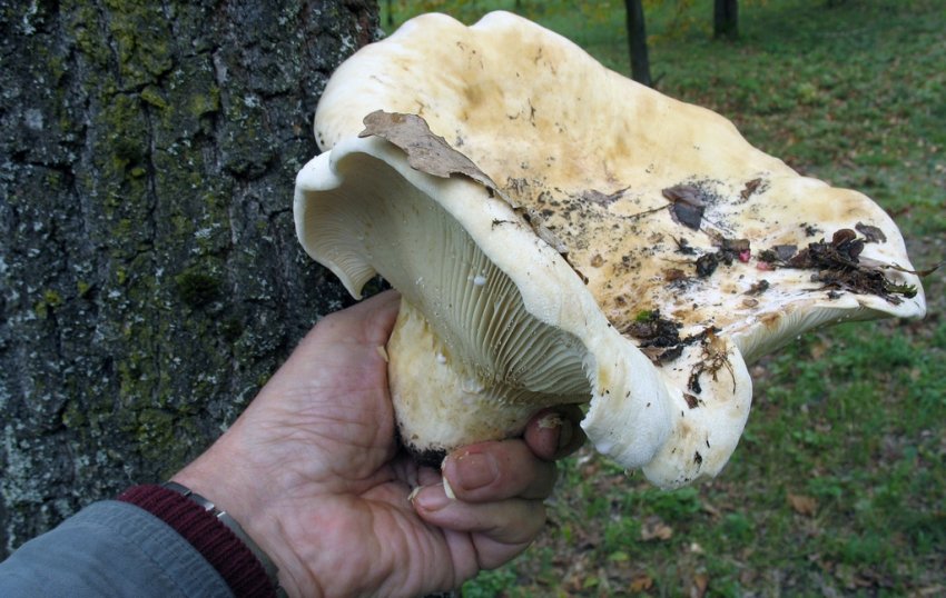 Гриб скрипница Гриб скрипница