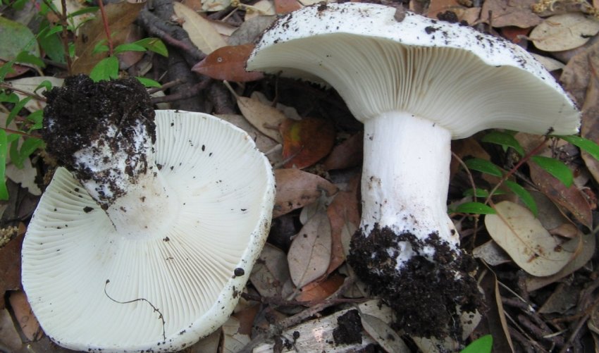 Гриб подгрузок білий Гриб подгрузок білий