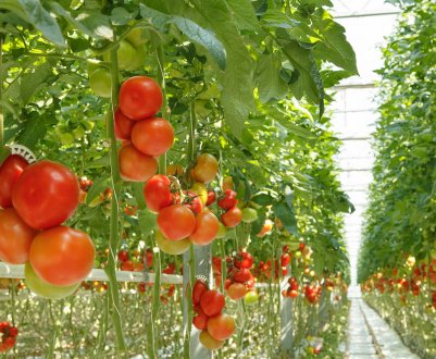 Чому помідори в теплиці не ростуть або ростуть погано і що при цьому робити?