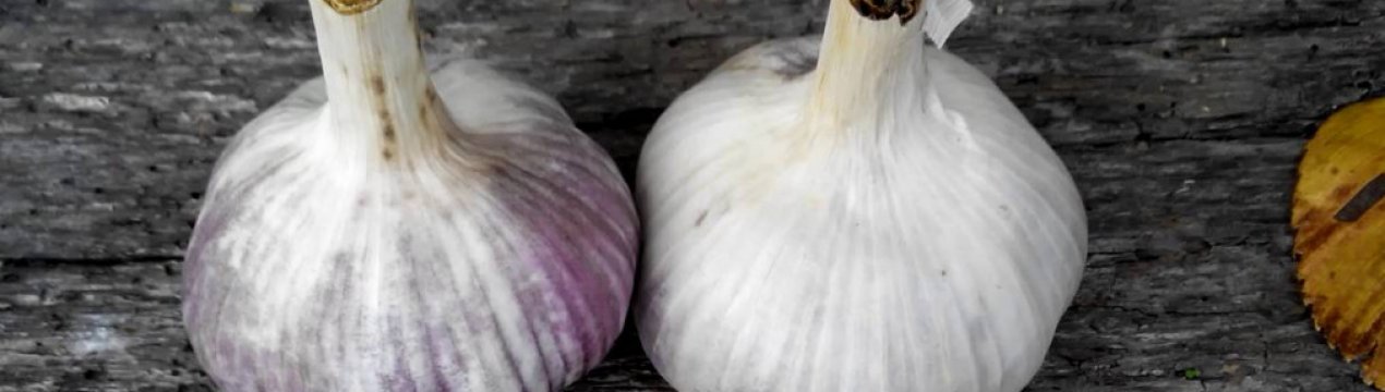 Лукочеснок «Рокамболь»: опис, агротехніка вирощування