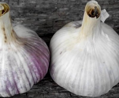 Лукочеснок «Рокамболь»: опис, агротехніка вирощування