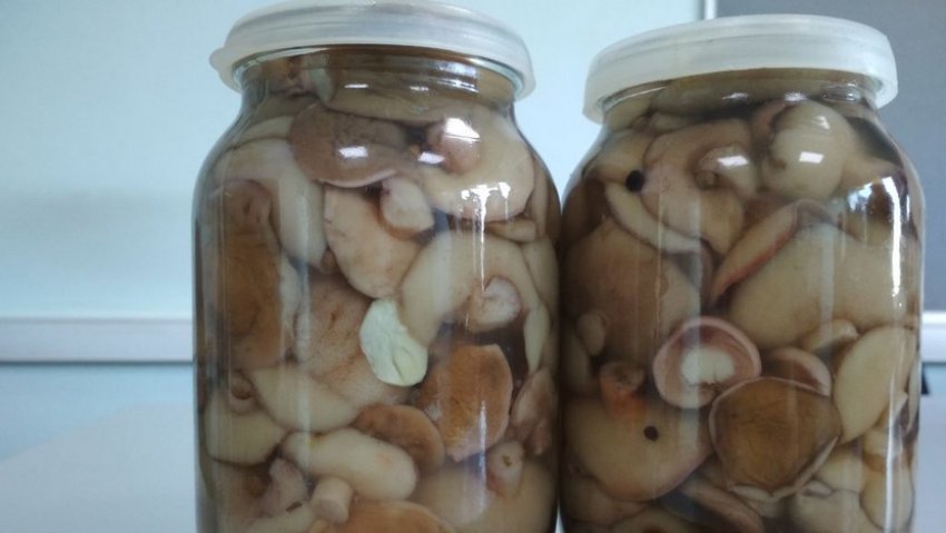 Мариновані маслюки Мариновані маслюки