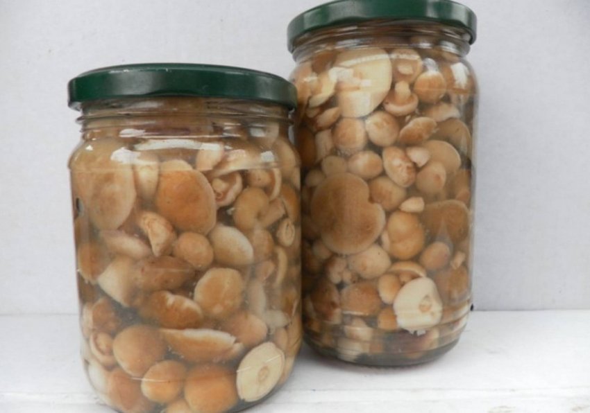 Заморожені мариновані маслюки Заморожені мариновані маслюки