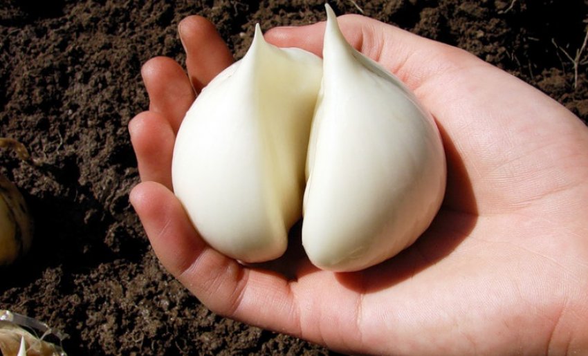 Часник «Рокамболь»