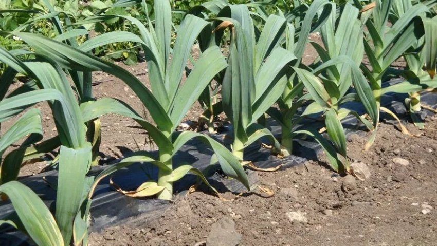 Часник «Рокамболь»