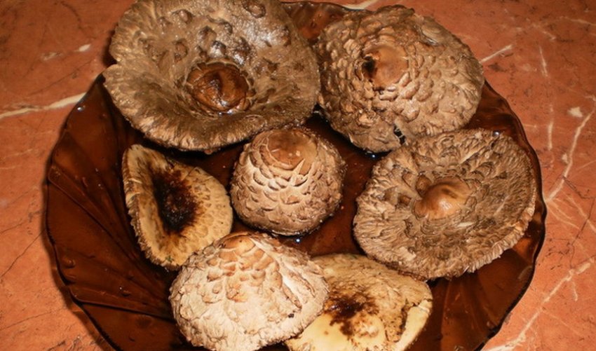 Запечені пестрики