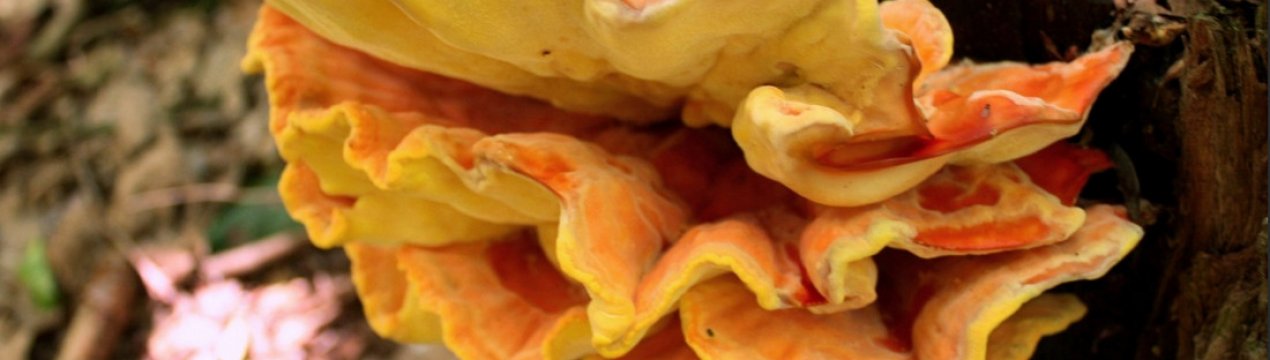 Як готувати сірчано-жовтий трутовик, рецепти з фото