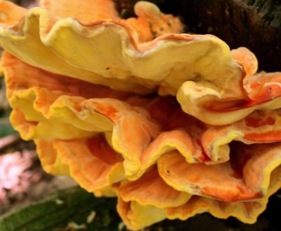 Як готувати сірчано-жовтий трутовик, рецепти з фото