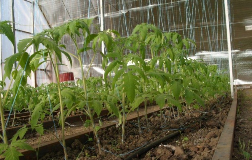что делать если плохо растут помидоры в теплице. Смотреть фото что делать если плохо растут помидоры в теплице. Смотреть картинку что делать если плохо растут помидоры в теплице. Картинка про что делать если плохо растут помидоры в теплице. Фото что делать если плохо растут помидоры в теплице