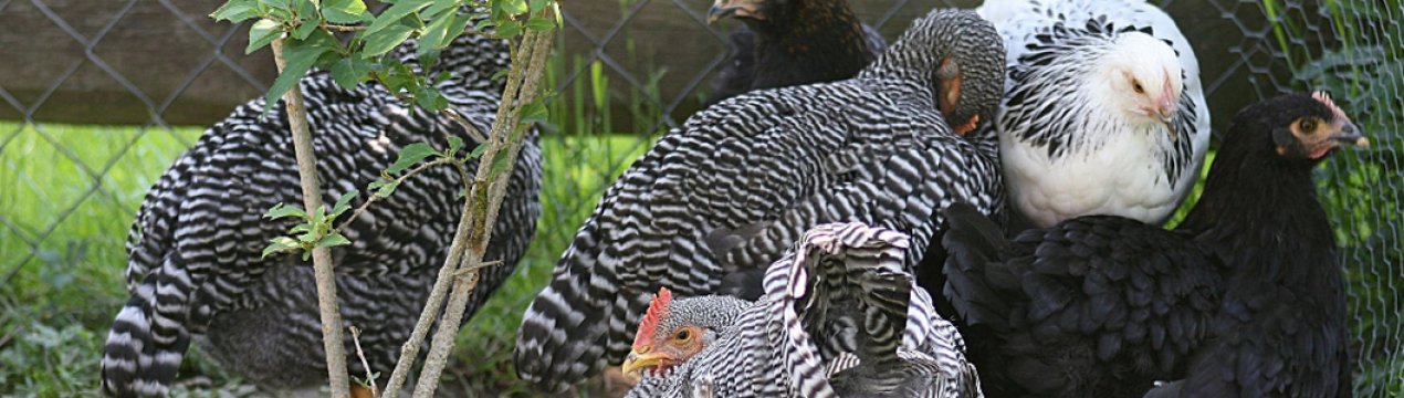 Амрокс порода курей: характеристика, особливості розведення в домашніх умовах