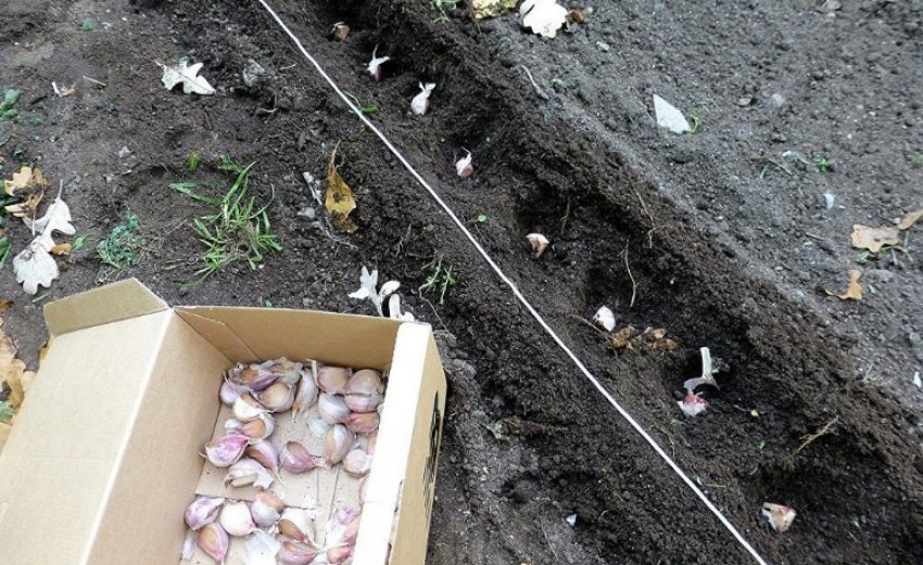 Посадка часнику