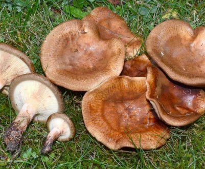 Як чистити свинушки перед приготуванням