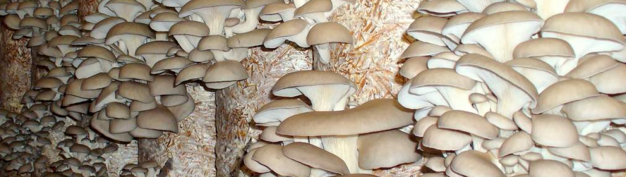 Технологія вирощування глив в промислових цілях