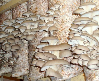 Технологія вирощування глив в промислових цілях