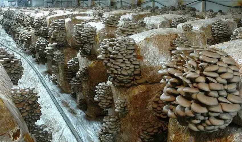 Вирощування глив Вирощування глив