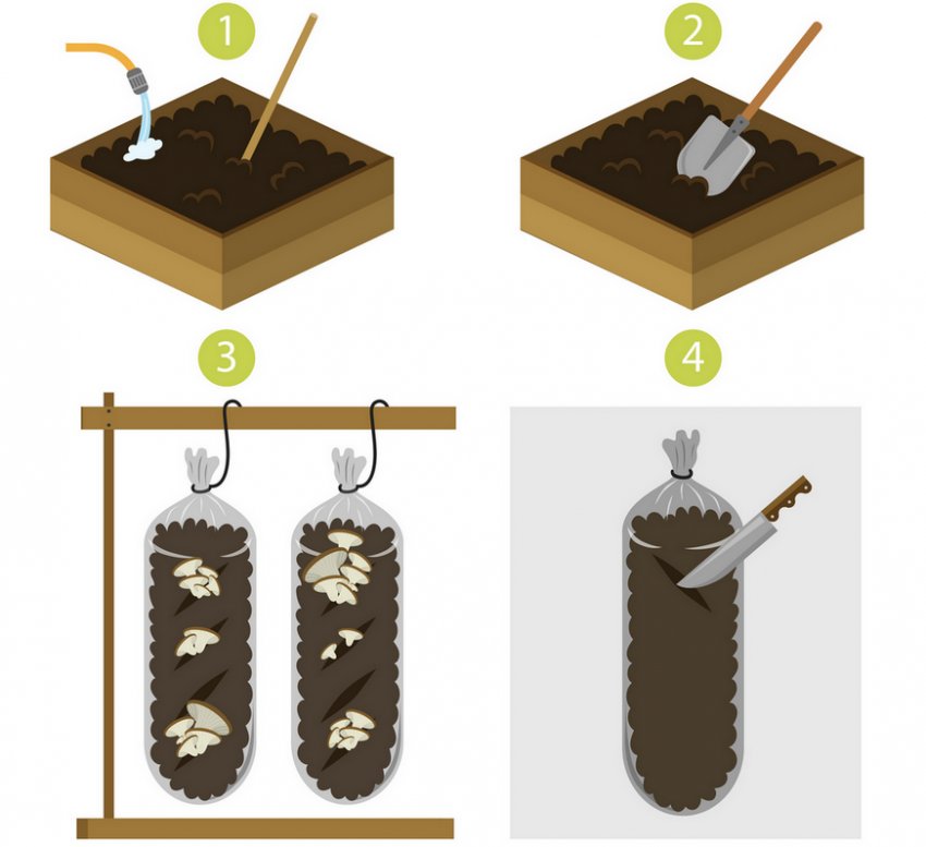 Вирощування вешенкок в мішках Вирощування вешенкок в мішках
