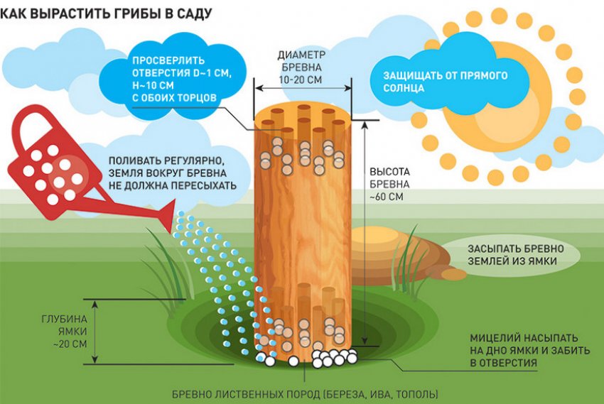 Вирощування глив в пеньку Вирощування глив в пеньку