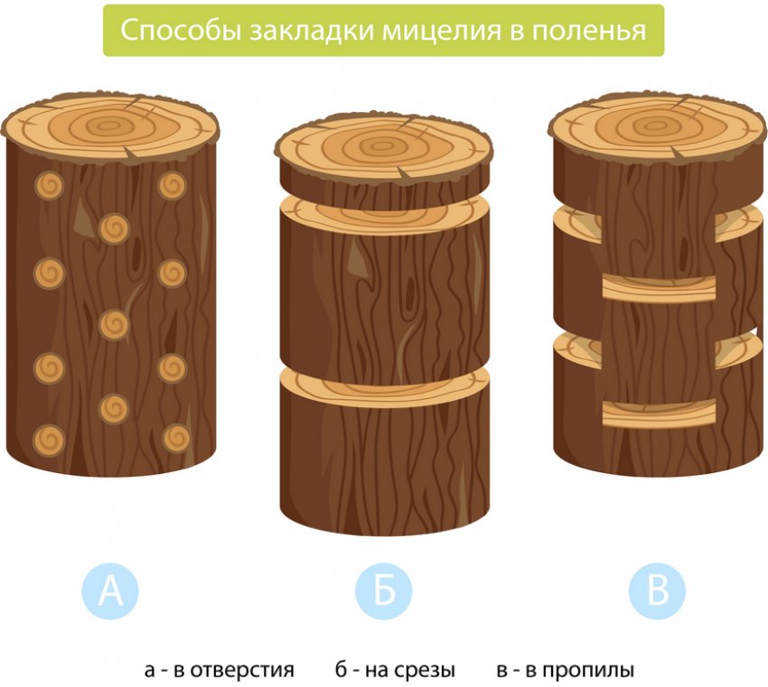Способи закладки міцелію у поліна Способи закладки міцелію у поліна