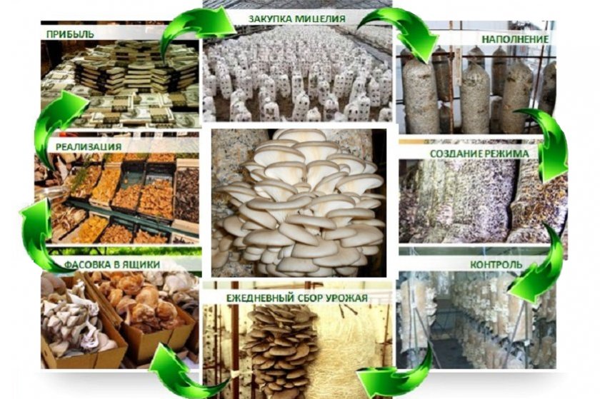 Как выращивают грибы вешенки в промышленных масштабах?