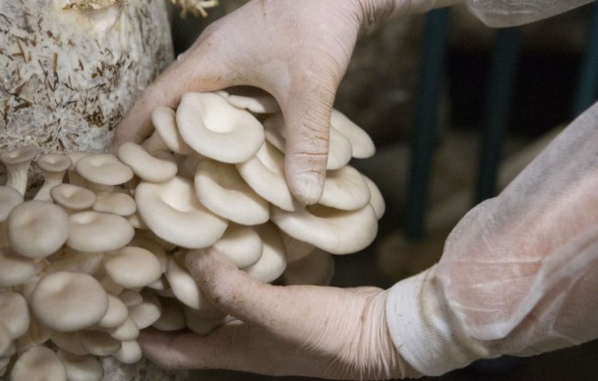 Как выращивают грибы вешенки в промышленных масштабах?