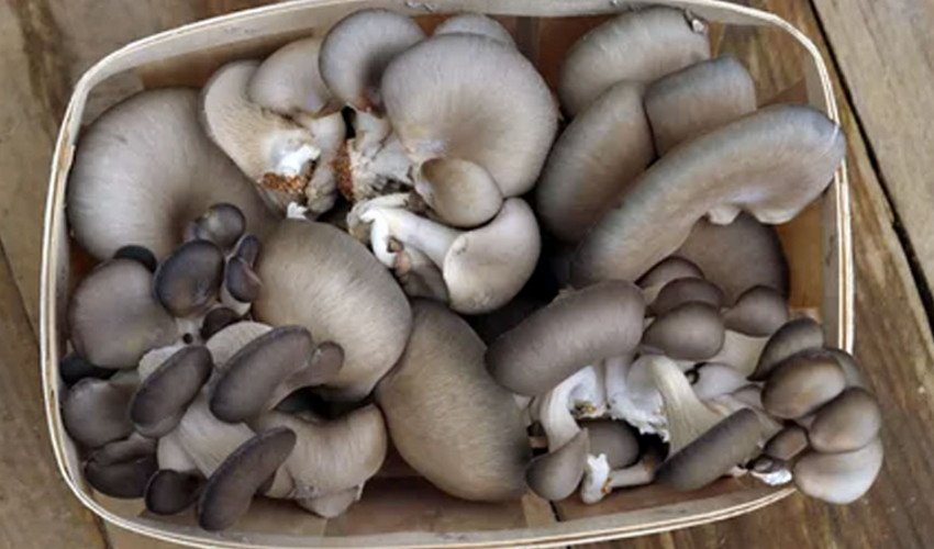 Свіжі гливи Свіжі гливи