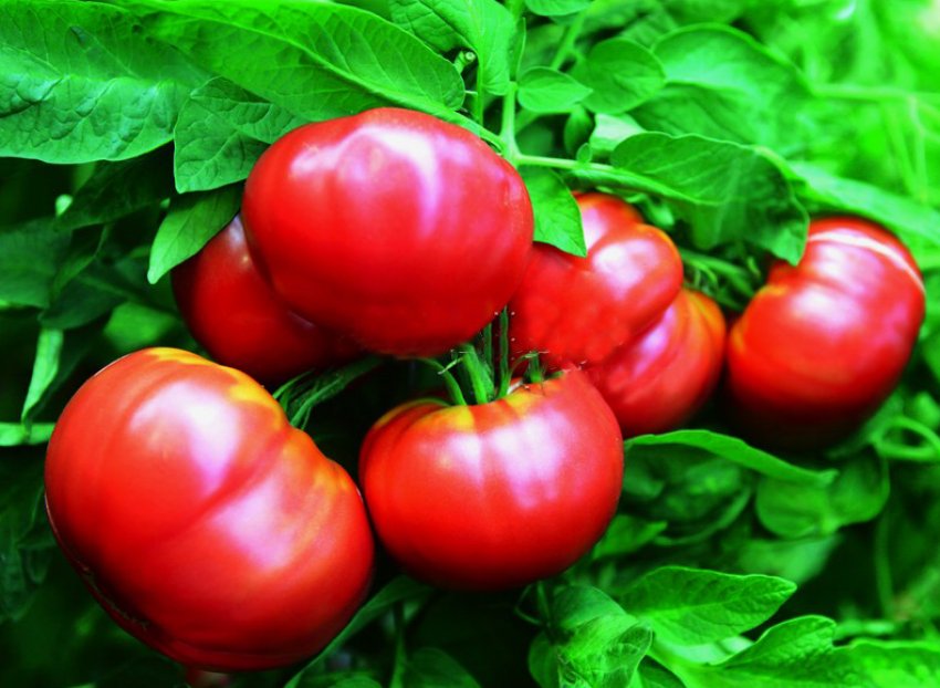 Томати Витязь Томати Витязь