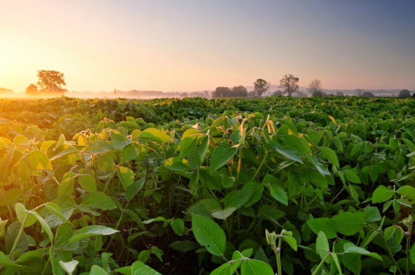 «Західний Буг» зважує сою прямо в поле «Західний Буг» зважує сою прямо в поле